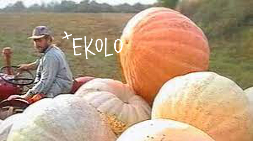 Retrospektiva filmova Elvisa Lenića 