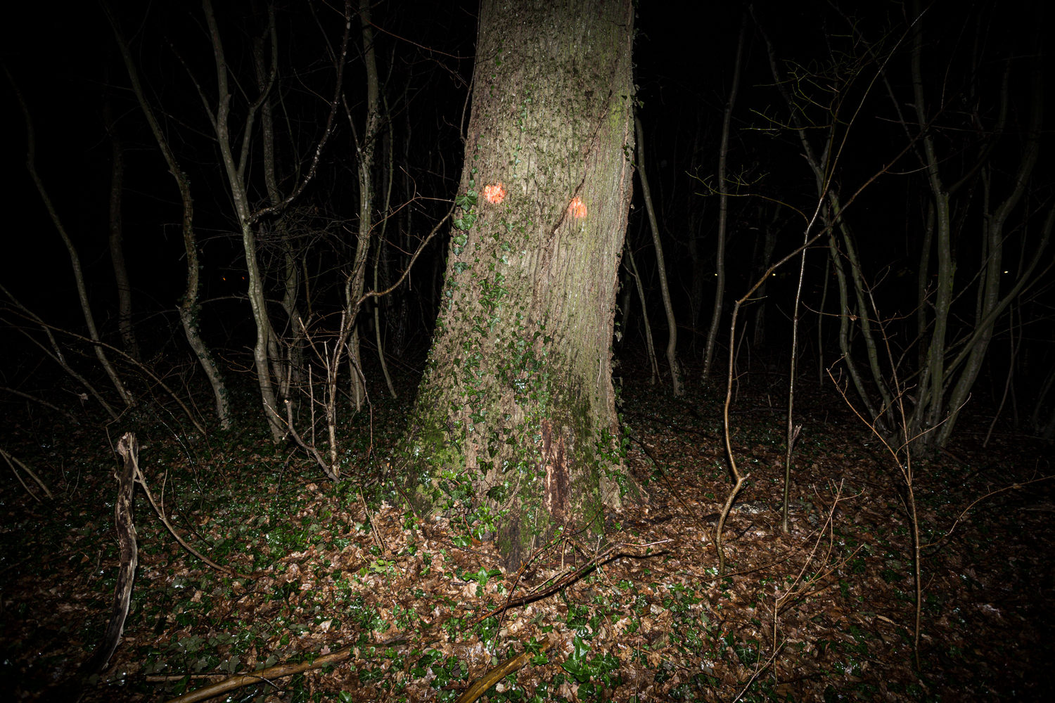 DRVEĆE / DINO ŠERTOVIĆ 