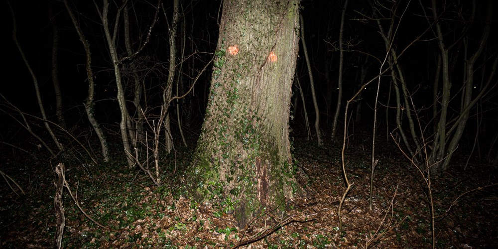 DRVEĆE / DINO ŠERTOVIĆ