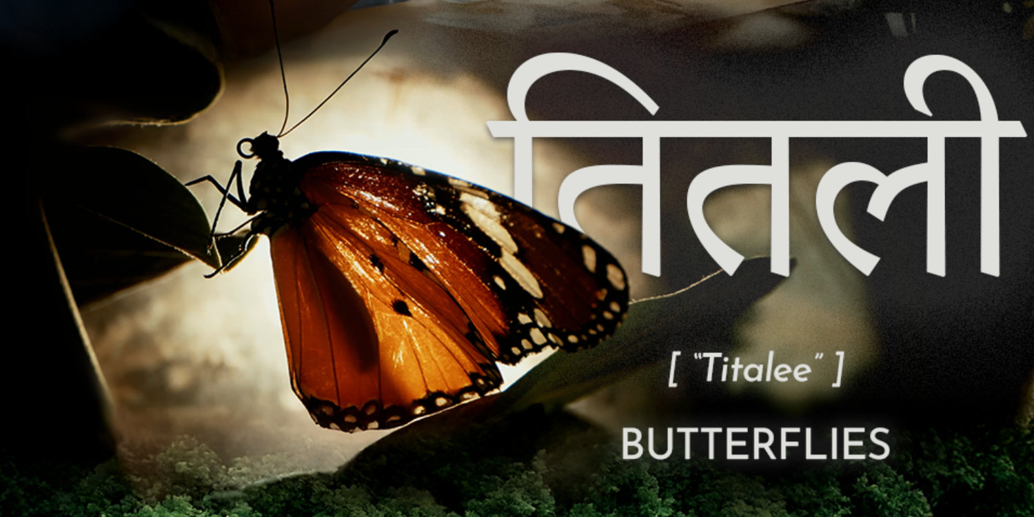 MATINEJA ZA DJECU: LEPTIRI